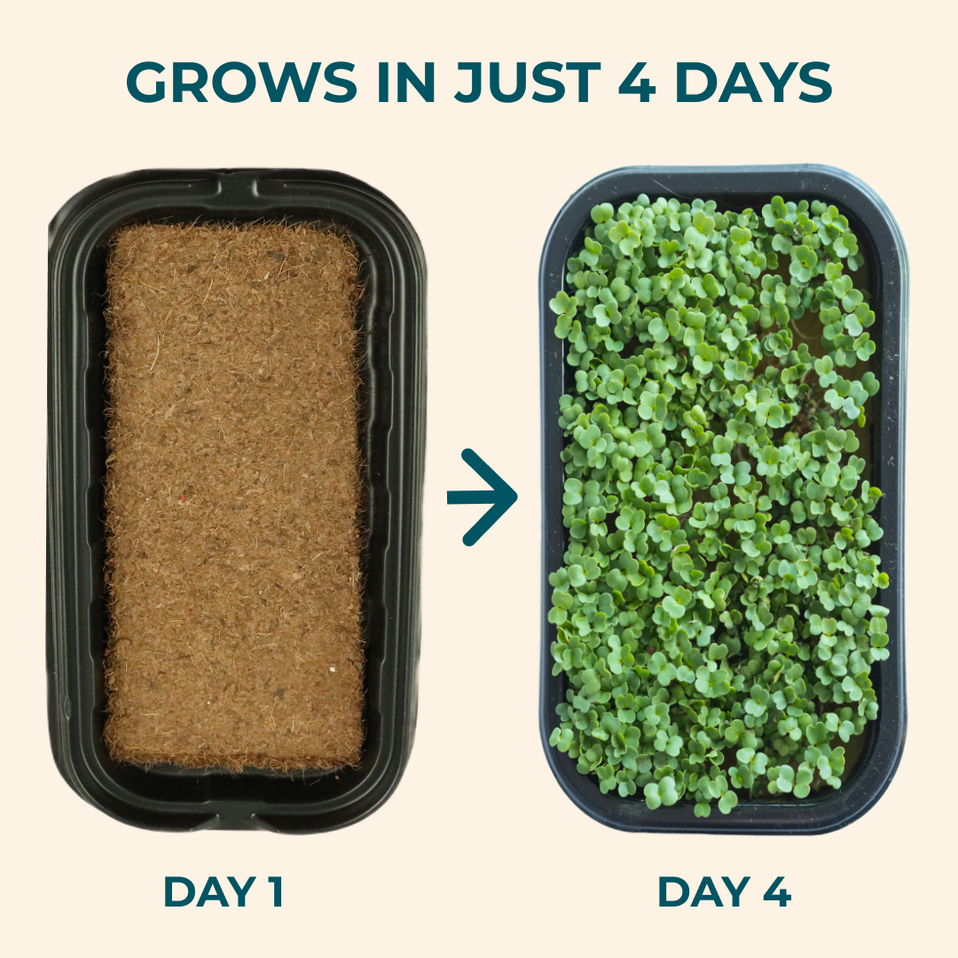 Microgreens Seeds Refills - 20 harvest monthly