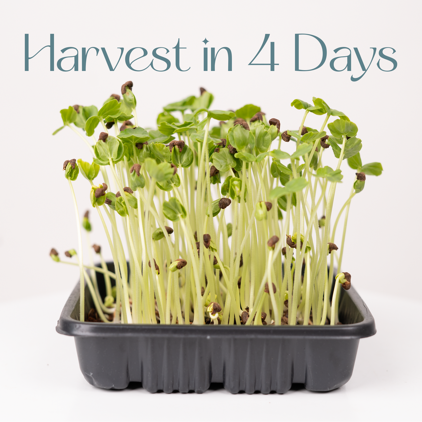 Indian Hibiscus -Microgreens Seeds Refills (To Regrow) 5 Harvest