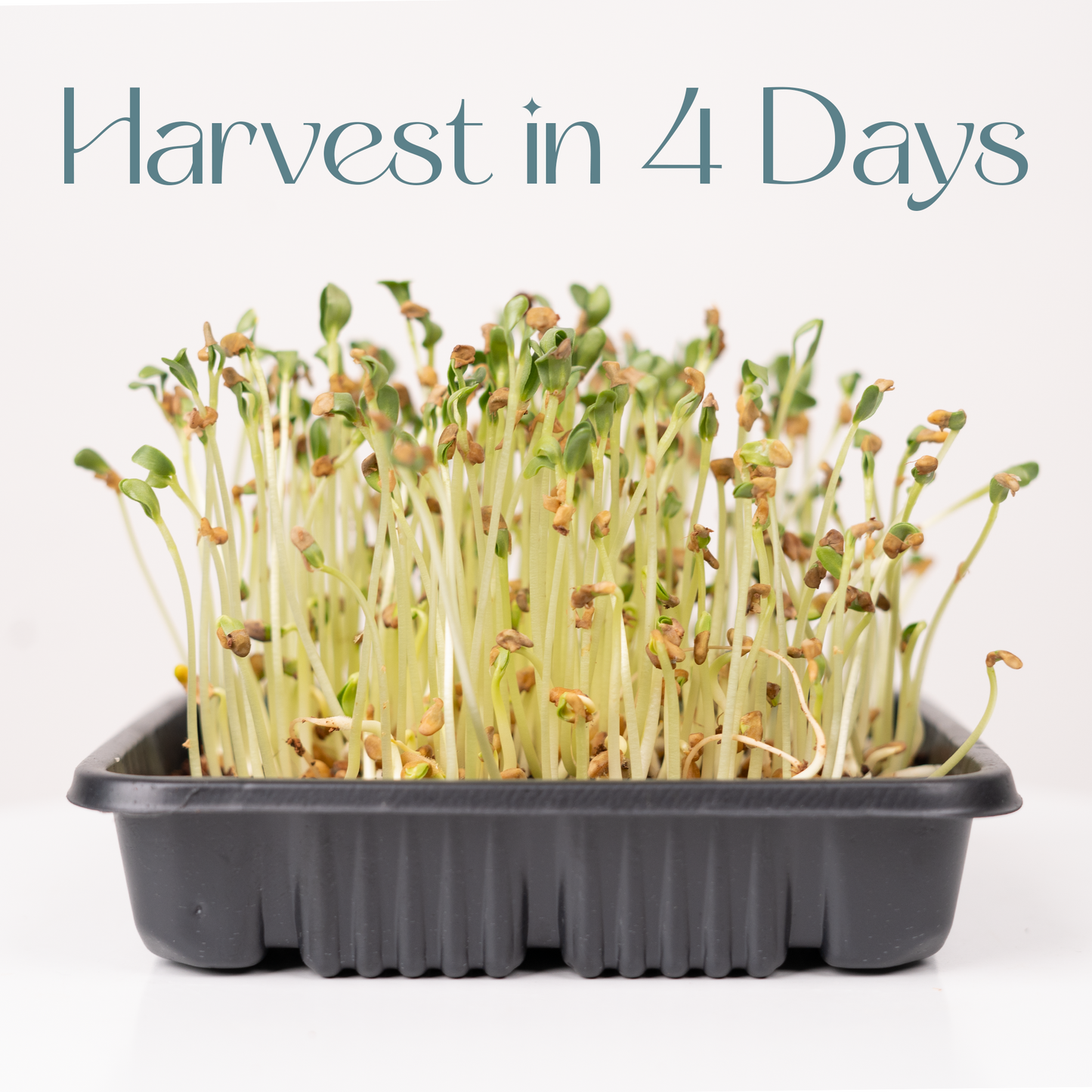 Fenugreek Methi - Microgreens Seeds Refills (To Regrow) 5 Harvest