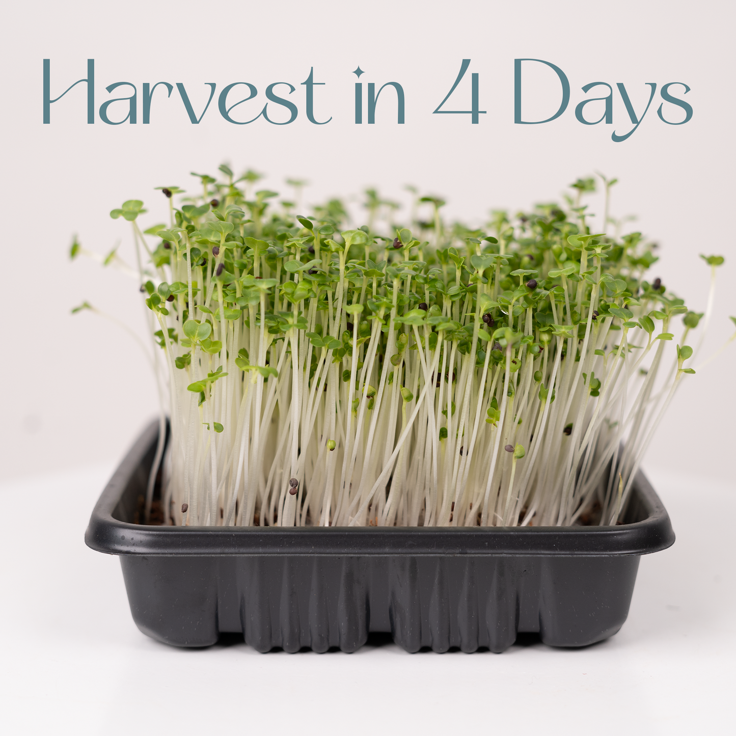 Radish White - Microgreens Seeds Refills (To Regrow) 5 Harvest