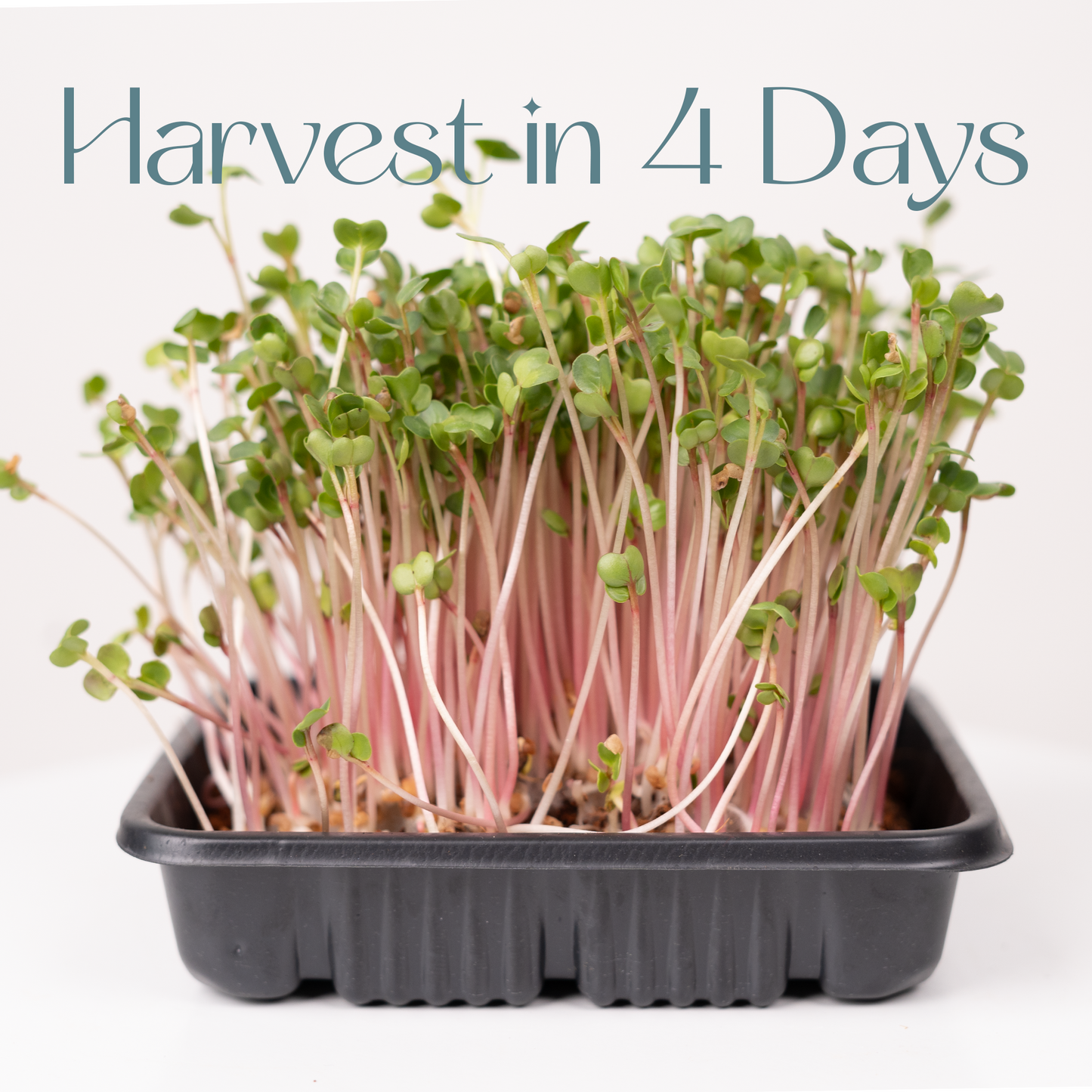 Radish China Rose - Microgreen Seeds Refills (To Regrow) 5 Harvest