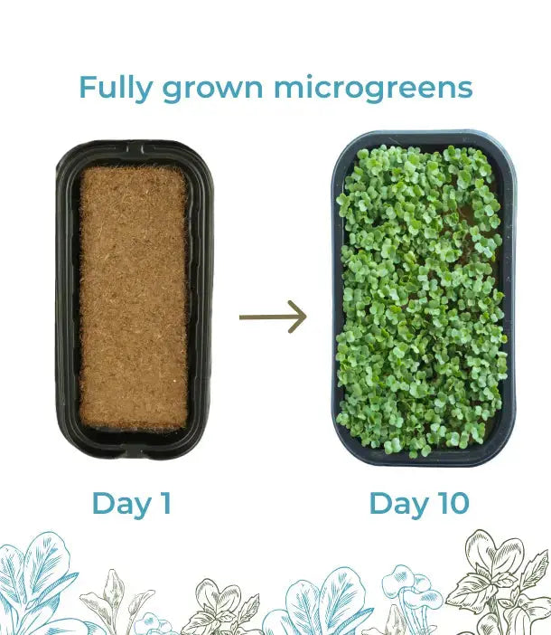 Sesame Microgreens Starter Kit Earth Culture