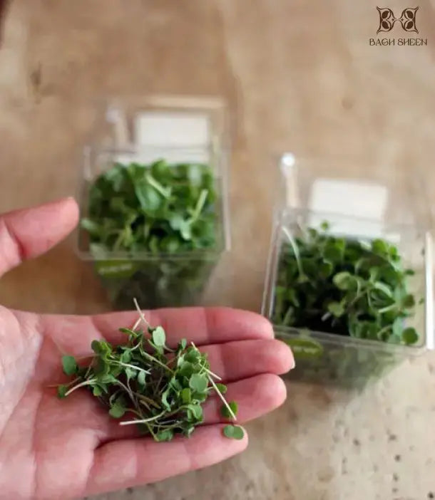 Mustard & Radish White Microgreens Starter Kit Combo - Best Selling Earth Culture