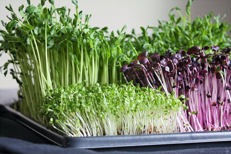 Microgreen Kits Bagh Sheen