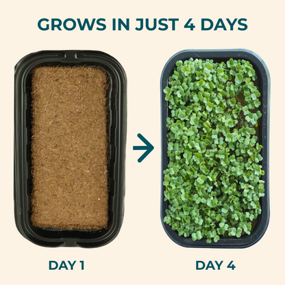 Microgreens Seeds Refills - 20 harvest monthly