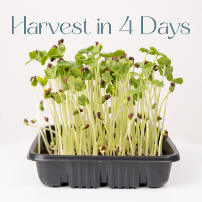 Indian Hibiscus -Microgreens Seeds Refills (To Regrow)  5 Harvest