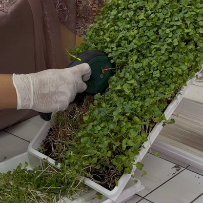 Commercial Microgreens Business System™