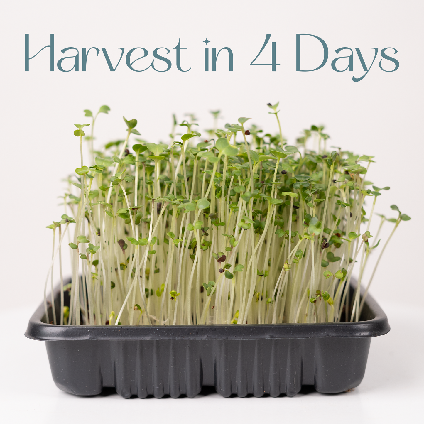 Korean Cabbage - Microgreen Seeds Refills (To Regrow) 5 Harvest