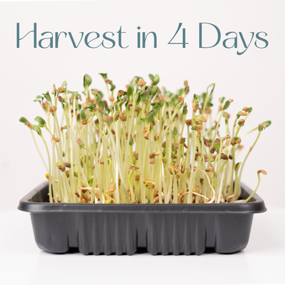 Fenugreek Methi - Microgreens Seeds Refills (To Regrow)  5 Harvest