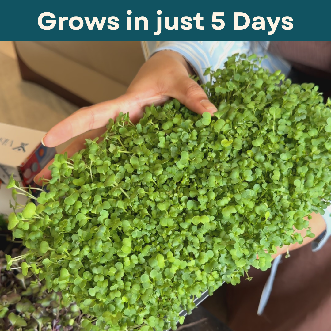 Hand holding a small microgrrens plant with text 'Grows in just 5 Days' at the top.