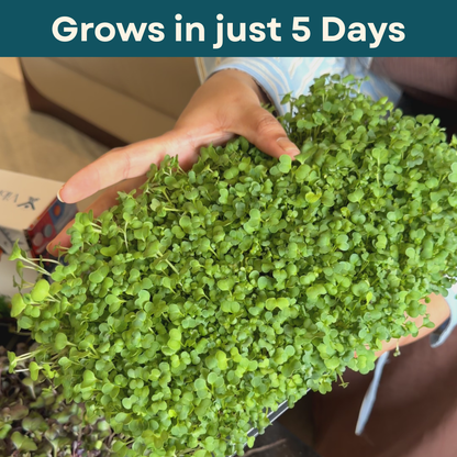 Hand holding a small microgrrens plant with text 'Grows in just 5 Days' at the top.