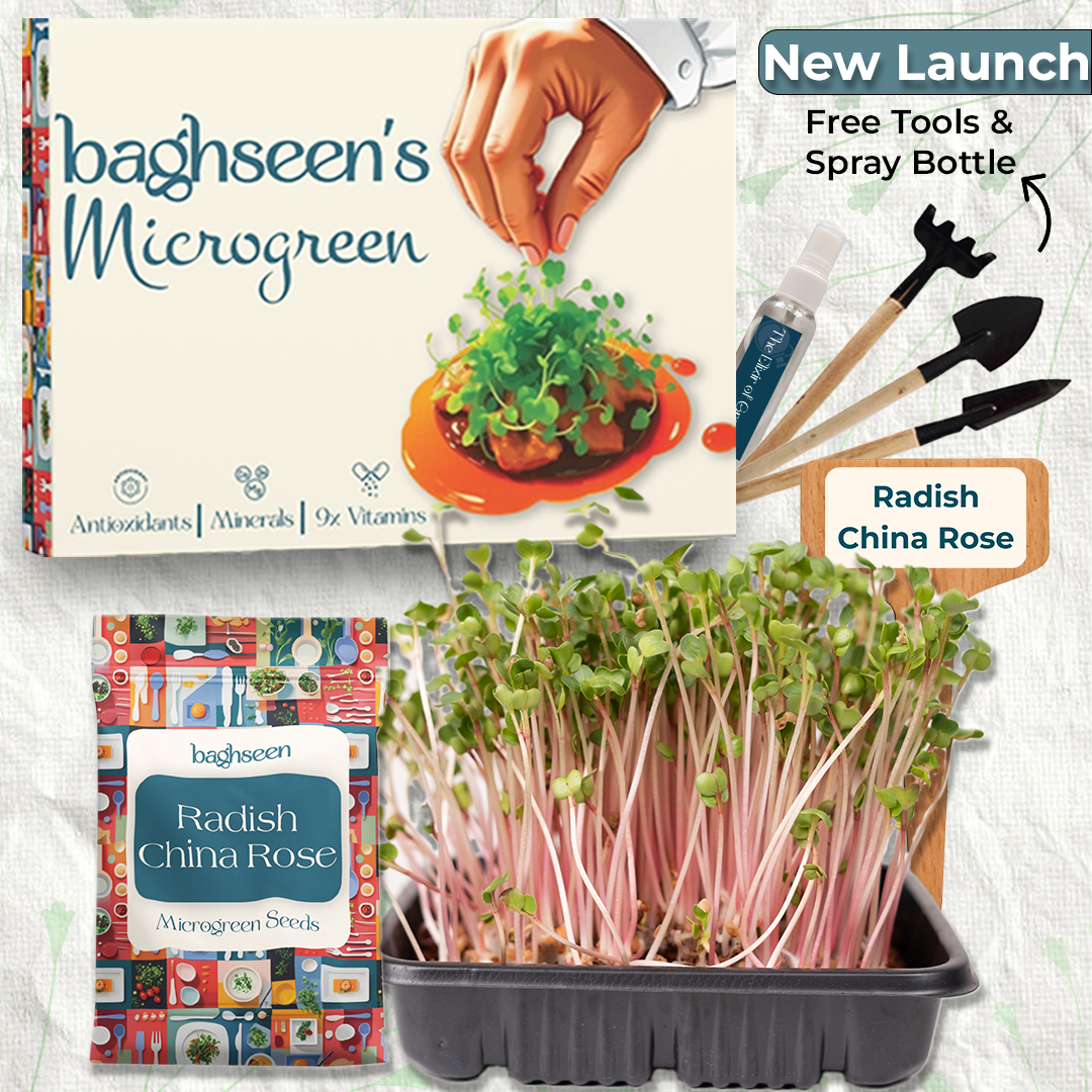 Radish China Rose Microgreens Starter Grow Kit