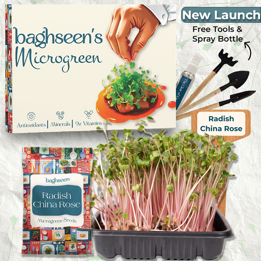 Radish China Rose Microgreens Starter Grow Kit