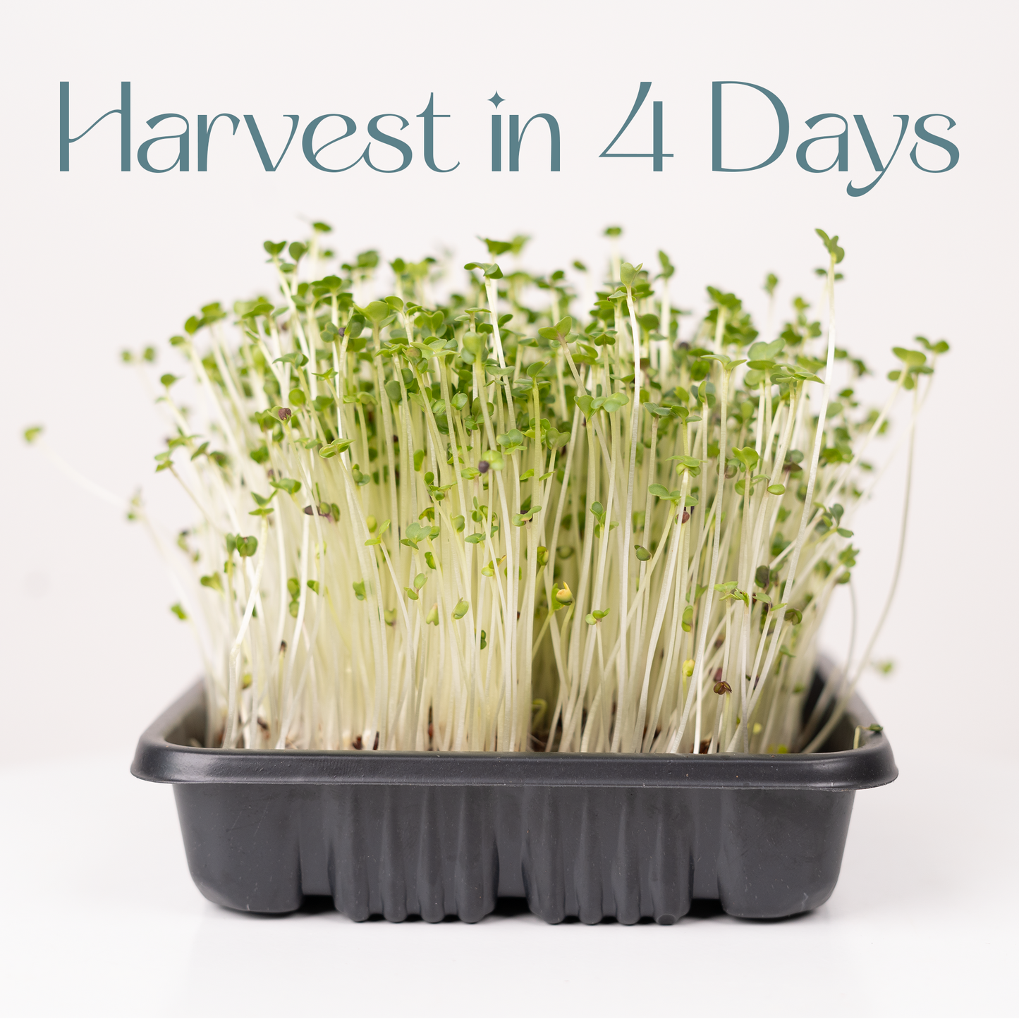 Turnip purple top - Microgreens Seeds Refills (To Regrow)  5 Harvest
