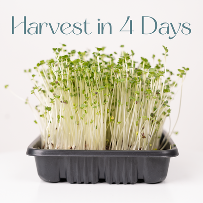 Turnip purple top - Microgreens Seeds Refills (To Regrow)  5 Harvest