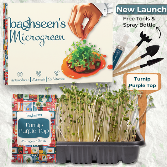 Turnip Purple Top Microgreens Starter Grow Kit