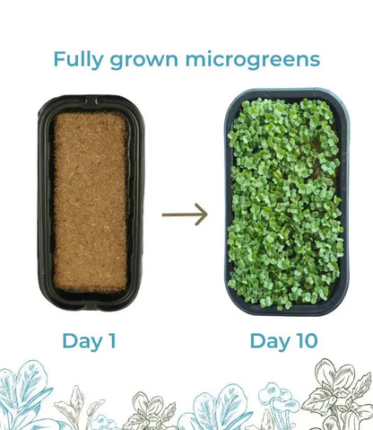 Sesame Microgreens Starter Kit Earth Culture