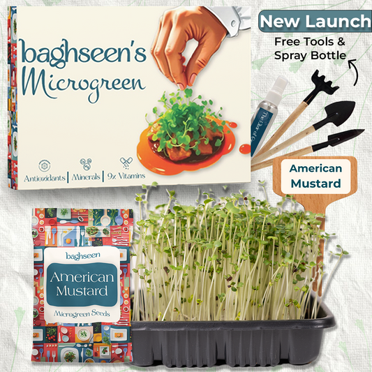 American Mustard Microgreens Starter Grow Kit