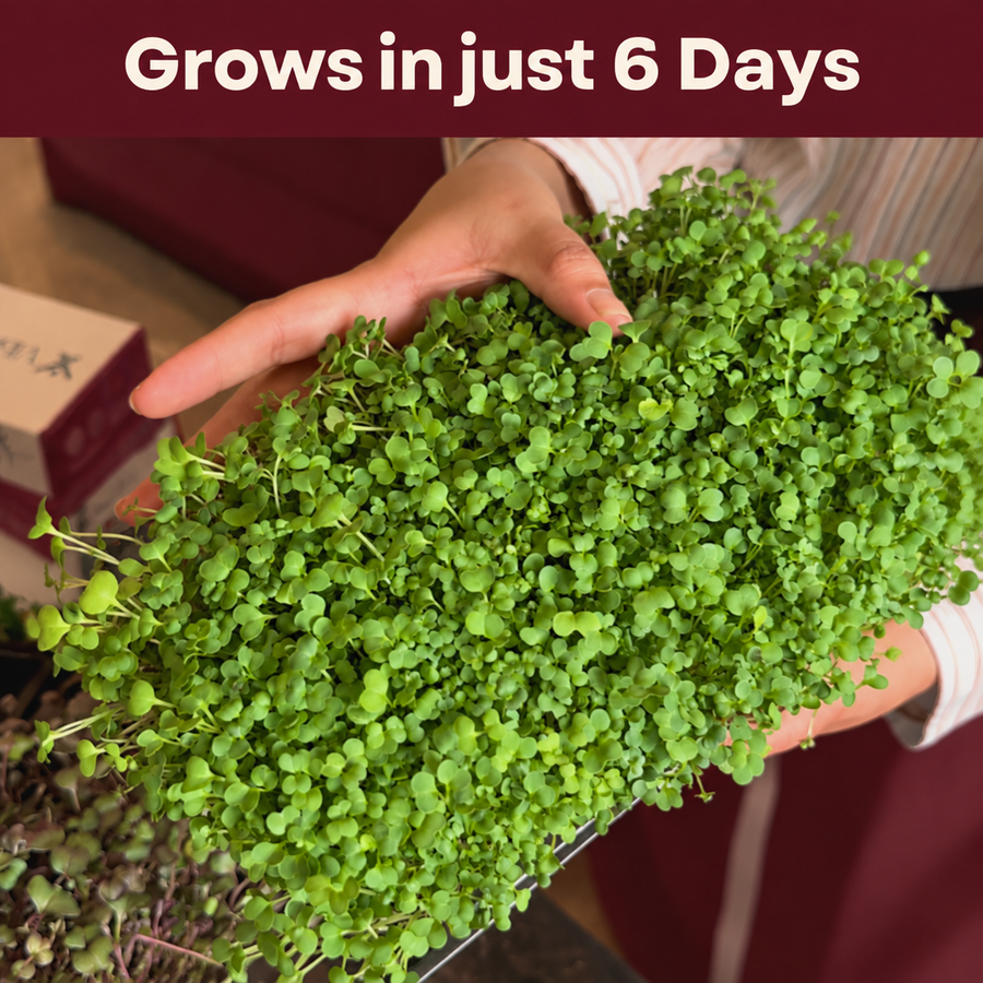 Microgreens Daily Nutrition Kit