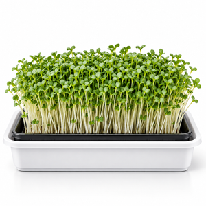 Growing tray setup