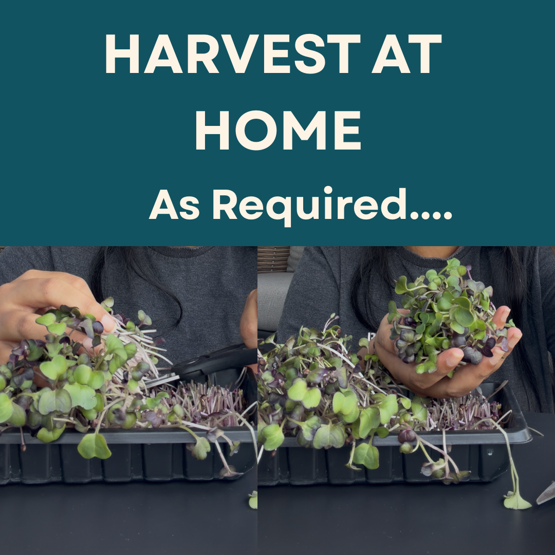 Person holding microgreens with text 'Harvest at Home As Required' on a blue background