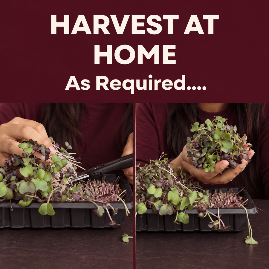 Microgreens Daily Nutrition Kit