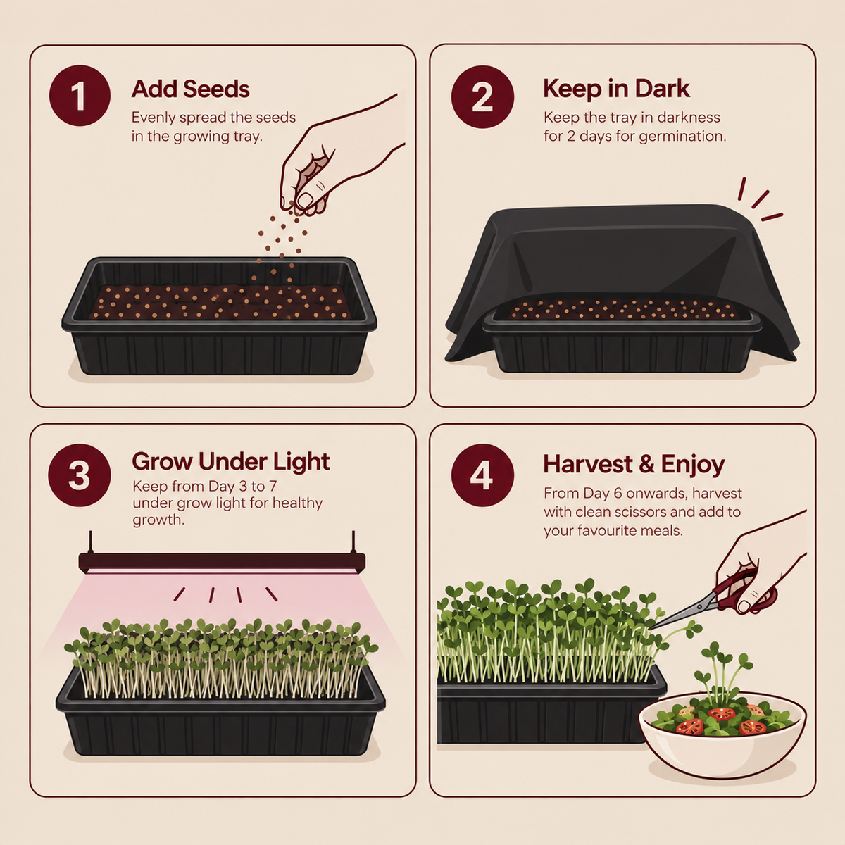 How to grow microgreens: add seeds, keep in dark, grow under light, harvest and enjoy