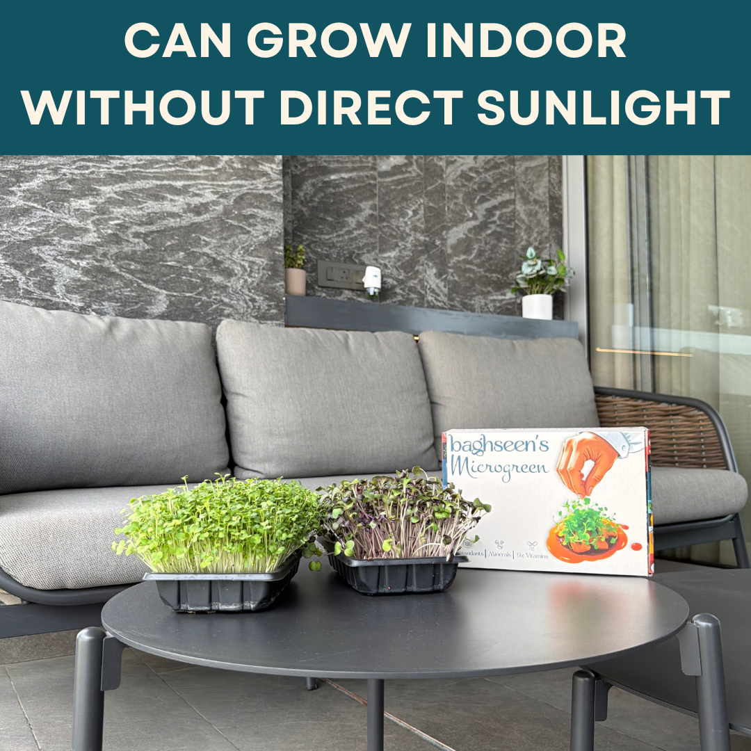 Indoor plants microgreens on a table with text about growing indoors without direct sunlight, set against a living room background.