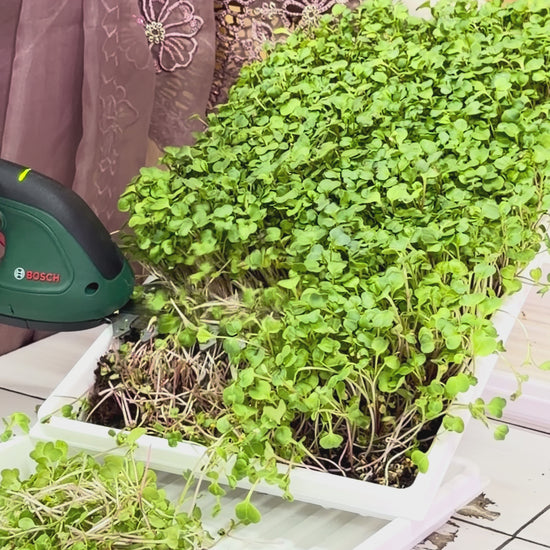 microgreens harvested with machine