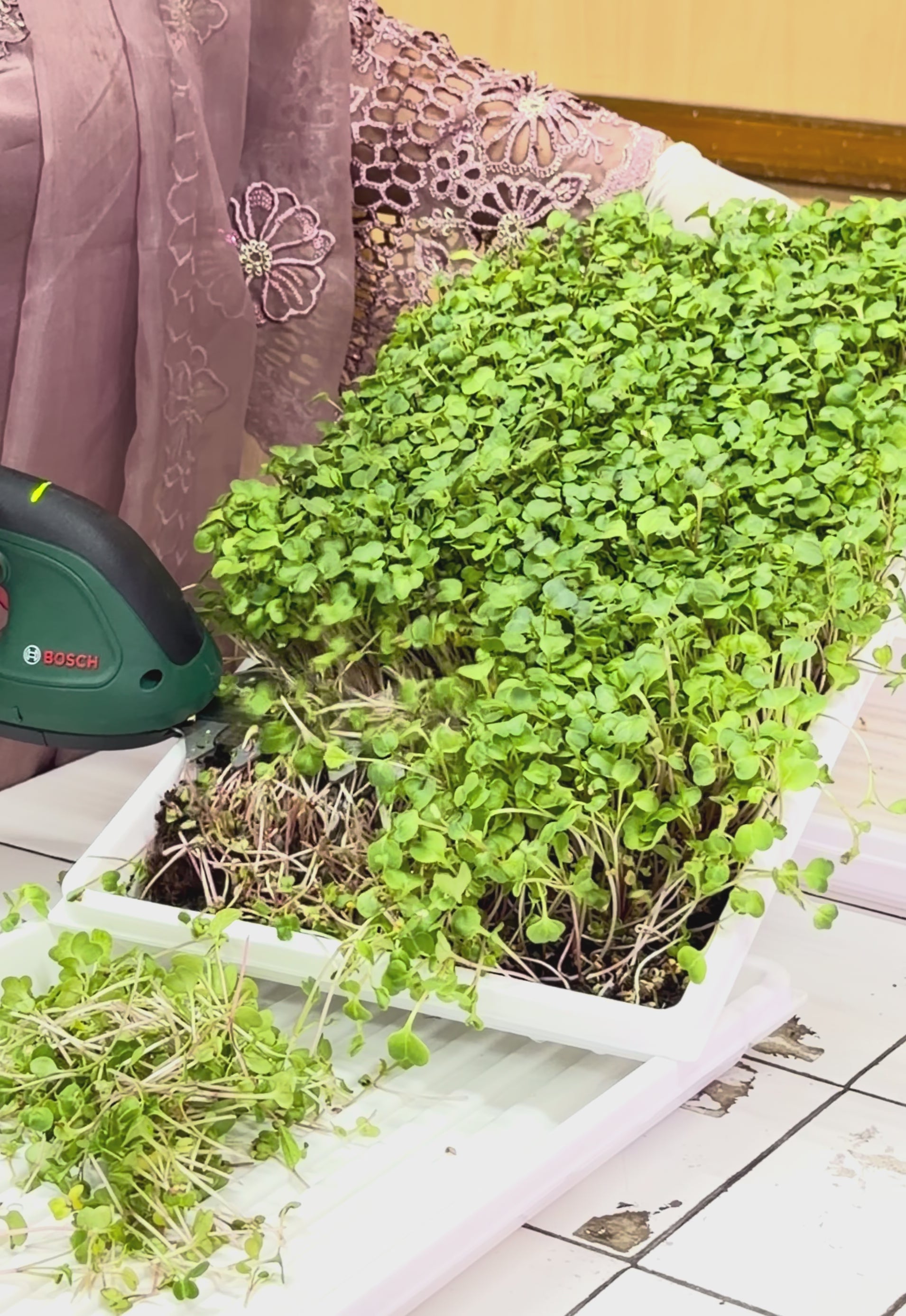 microgreens harvested with machine