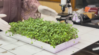 Commercial Microgreens Business System™
